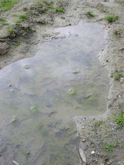 Pfütze Regen Wasser