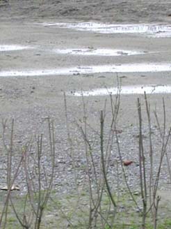 Wetter Regen Pflanzen