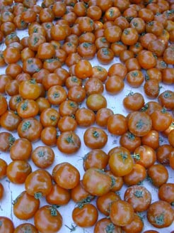 Tomaten