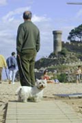 Schnauzer am Strand