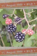 Brombeeren