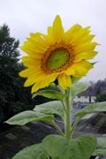 Sonnenblume