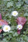 Herbstblumen