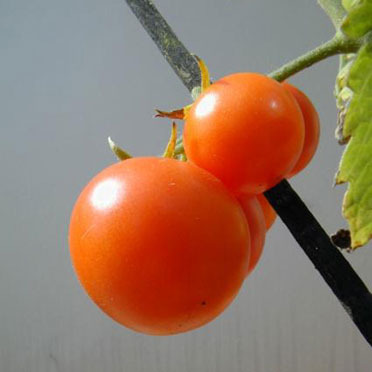 Tomaten