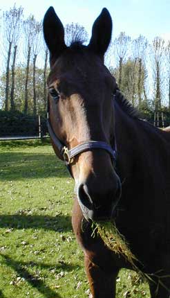 Pferd 