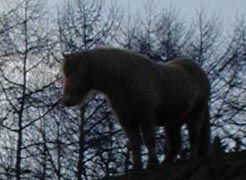 Pferde im Ruhrgebiet