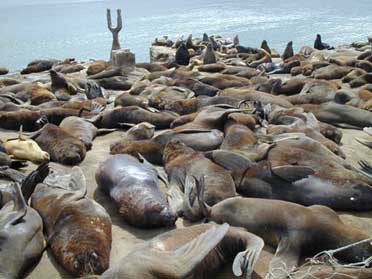 Seelöwen am Strand