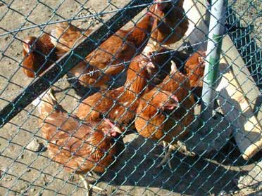 Brathähnchen