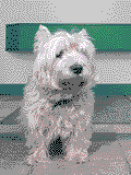 Der bewegte Hund