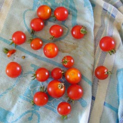 Cocktail Tomaten