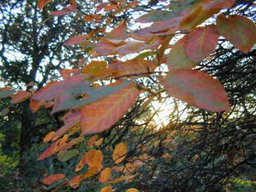 Herbstlaub