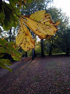 Fallendes Blatt