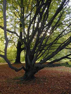 Baum im Herbst