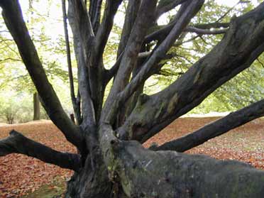 Der alte Baum