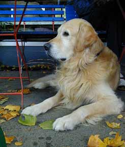 Hundeglück in der Ferne