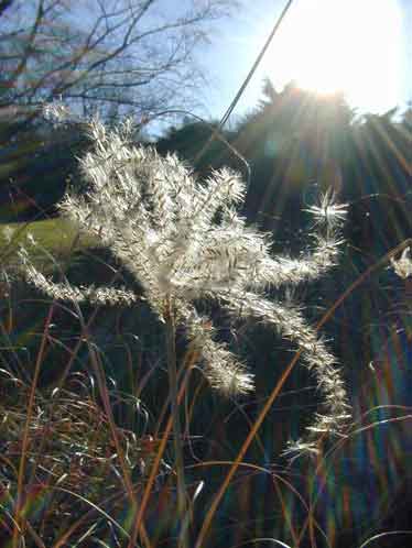 Blume oder Farn