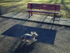 Hund oder Ratte?