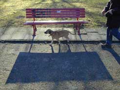 Hundesteuer