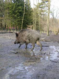 Wildschwein