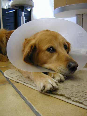 Der arme Hund ist krank