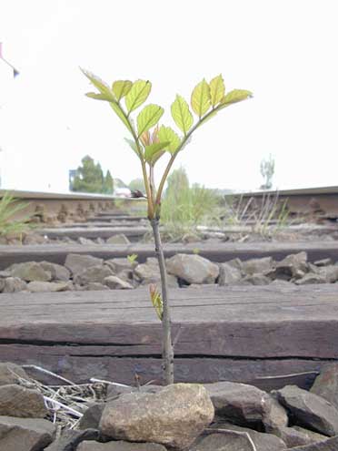 Bahntrasse