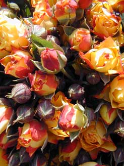 Rote Rosen