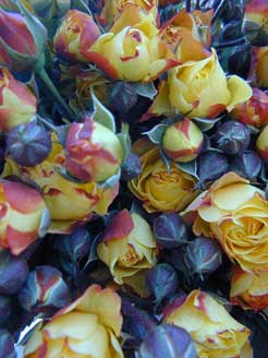 Gelbe Blaue Rosen