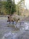Wildschwein