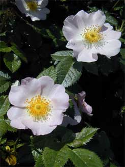 Blümchen