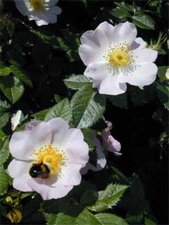 Bienchen