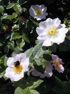 Bienchen auf Blümchen