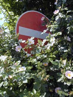 Lass Blumen sprechen