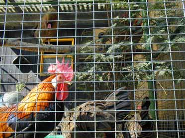 Hahn nicht im Korb