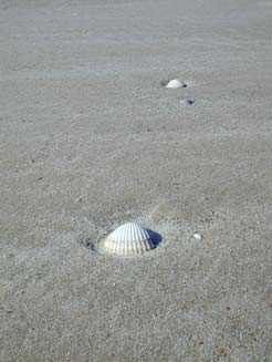 Muscheln