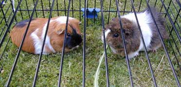 Hamsterbacken