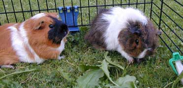 Hamsterkäfige