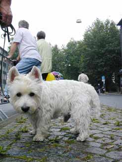 Schnauzer?