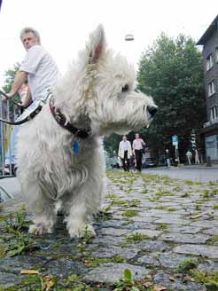 Hunde-Sehnsucht