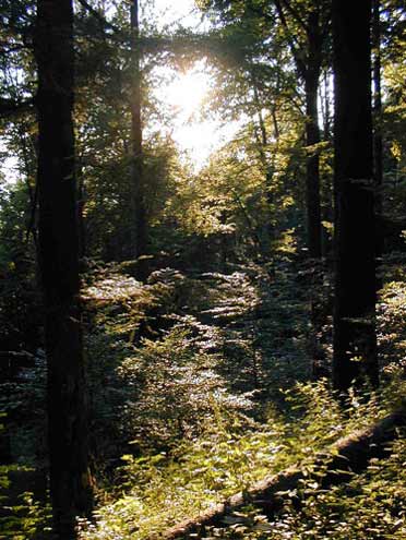 Waldschrat