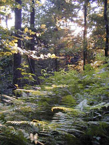 Waldbeeren