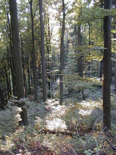 Unterholz