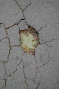 Blatt in Asphalt