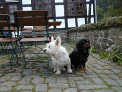 zwei Hunde