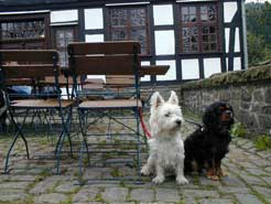 Hundeschnauze