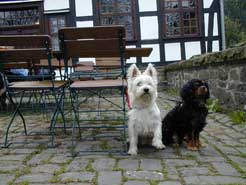 Hundepaar