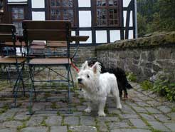 Herrchen