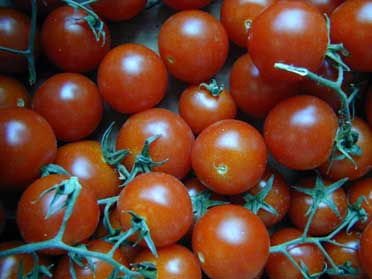 Tomaten