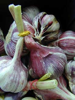 Knoblauch
