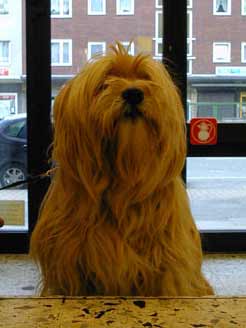 Was bestellt der Hund
