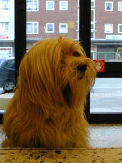 Wohin guckt der Hund? 